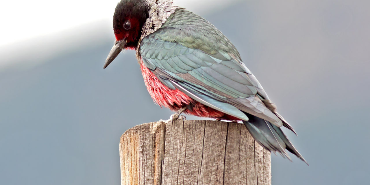 Conservancy hosts program on Lewis’s Woodpecker