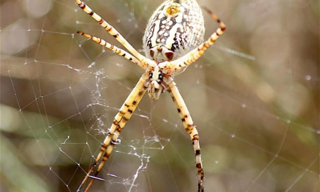 Humanists present ‘In Defense of Spiders’ July 1