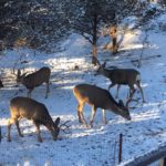 Salida City Council Work Session, Part Two: Urban Deer and Inclusionary Housing Policy