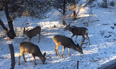 Mule Deer Foundation Adds Sagebrush Partnership Coordinator and Regional Director in Colorado 