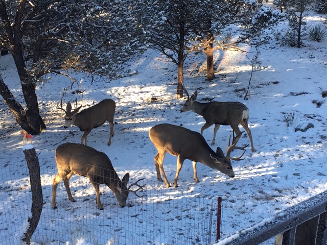 Salida City Council Work Session, Part Two: Urban Deer and Inclusionary Housing Policy