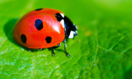 Earth Day and ladybugs