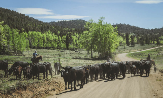 Innovative new virtual fencing project helps ranchers address evolving challenges