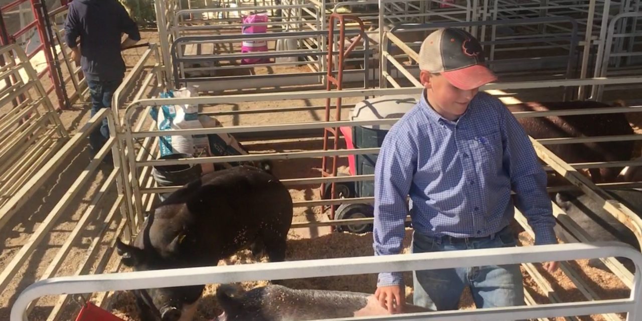 Chaffee County Fair: animals weigh-in, and 4-H youth weigh in on experience
