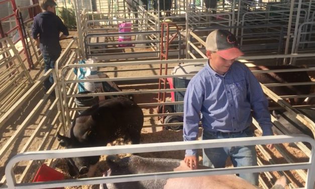 Chaffee County Fair: animals weigh-in, and 4-H youth weigh in on experience