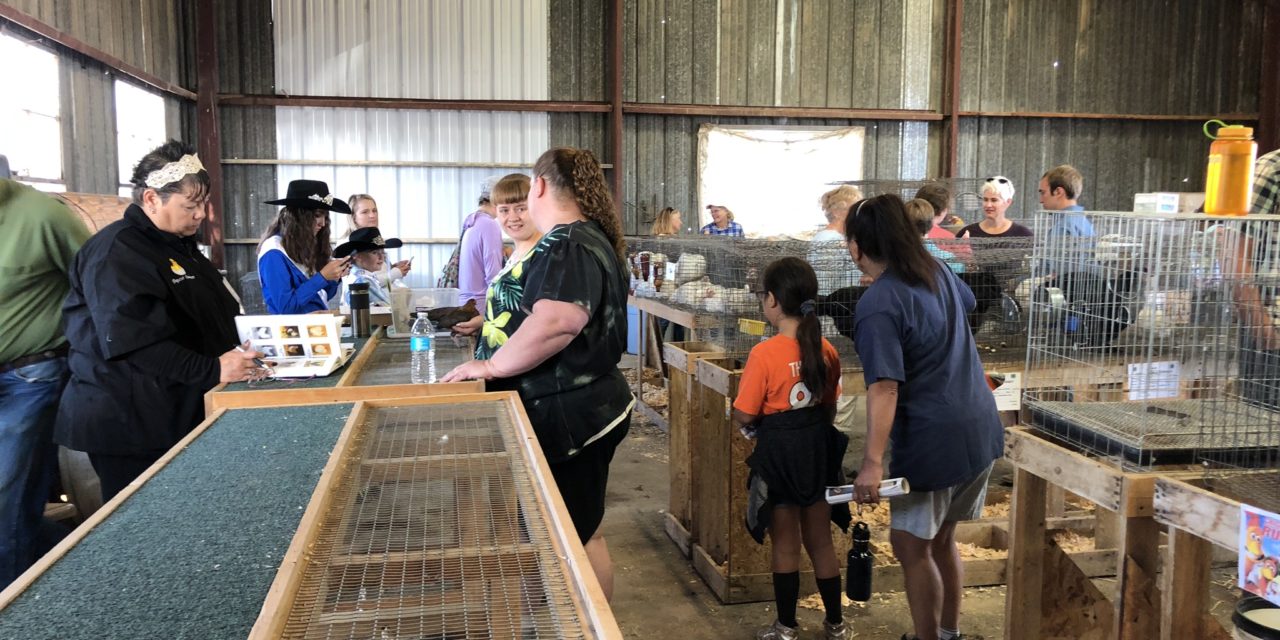 Chaffee County Fair 4-H poultry and rabbit judging commences