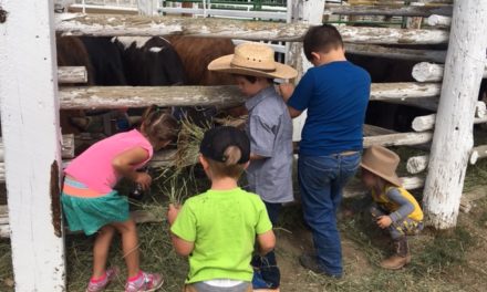 More fun at the Chaffee County Fair, muttin’ bustin’ and catching greased pigs