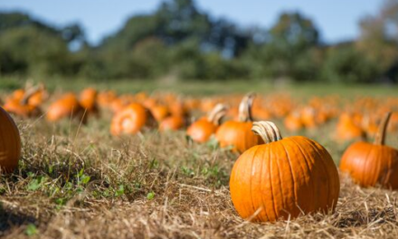 Pumpkin Patch at Hutchinson Ranch this weekend