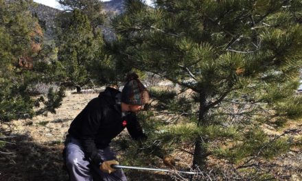 Christmas tree permits available in Cañon City