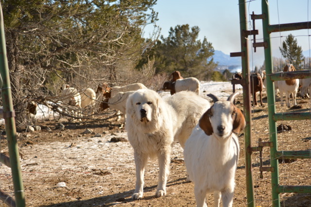 Is Chaffee County Harassing Farmers with Working Dogs?