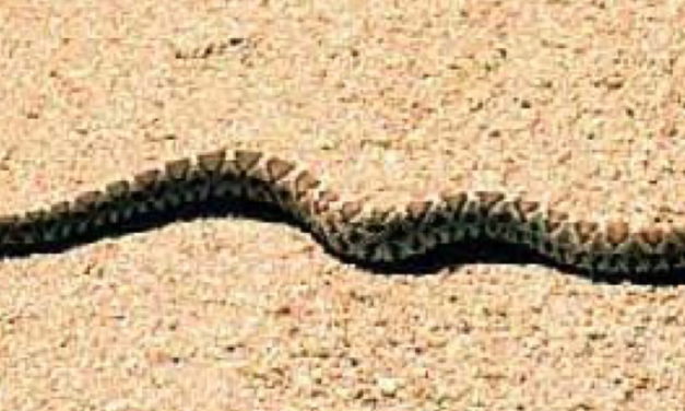 Be Aware: It’s Rattlesnake Season Once Again in Colorado