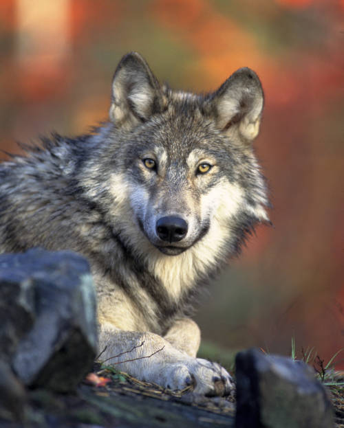Update: Wolves get the go-ahead under Proposition 114