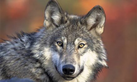 CPW Commission holds Wednesday, Feb. 24 workshop to discuss wolf introduction meetings moving forward