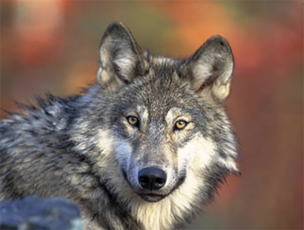 State Wants to Know What you Think About Wolves in Colorado