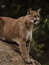 Mountain Lion Attacks Couple Lounging in an In-ground Hot Springs Tub Along Chalk Creek