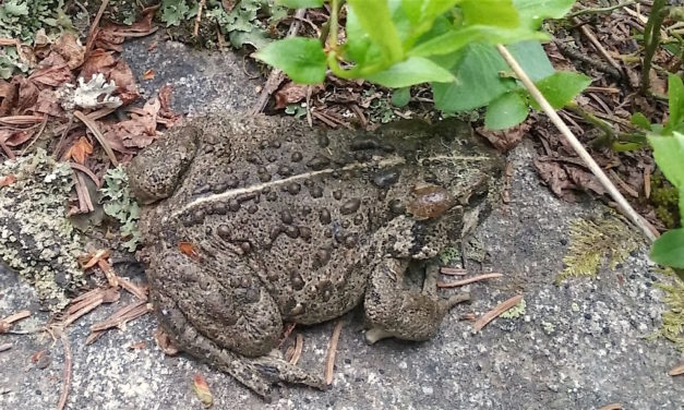 May 2 Sunday Science Program Looks at the Endangered Boreal Toad