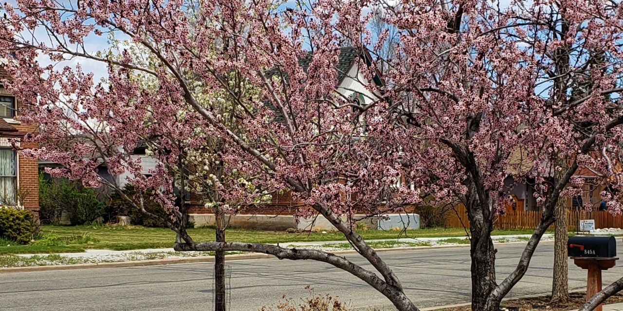 Salida Tree Board Seeks Tree Adopters to Replace the City’s Canopy 