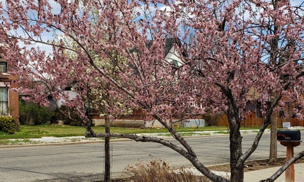 Salida Tree Board Seeks Tree Adopters to Replace the City’s Canopy 