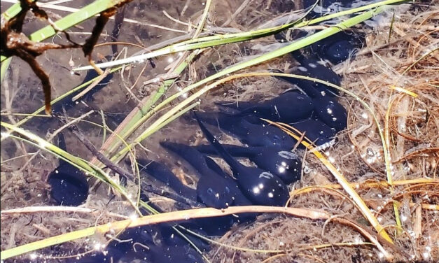 CPW and Partners Stock Endangered Boreal Toad Tadpoles Near Leadville