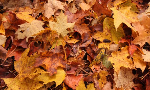 Free Leaf Drop and Compost Party Set for Chaffee County