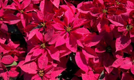 Chaffee LWV Holiday Poinsettias and Cacti Sale Ends November 20