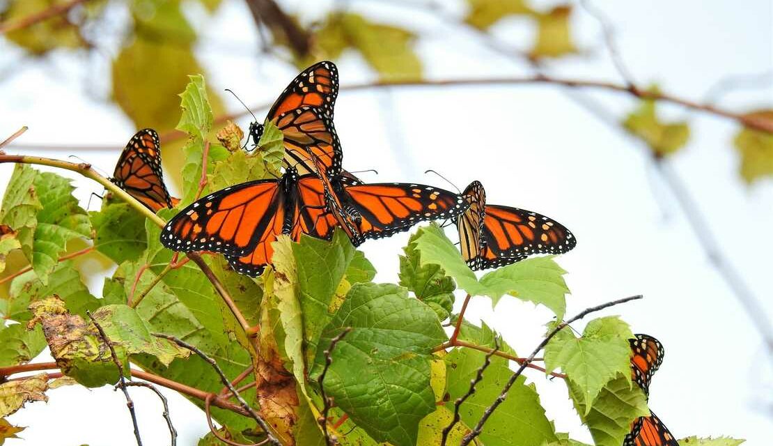 What Have Right-wing Conspiracy Theorists Got Against Butterflies?