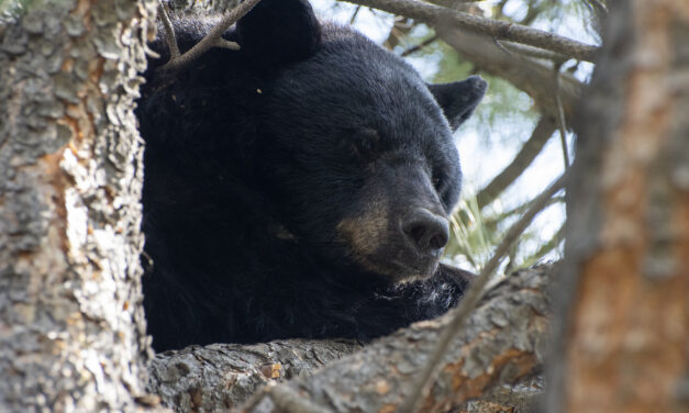 CPW reports reduced bear sightings and conflicts in 2021