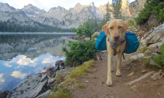 Hiking in a National Park with your Dog