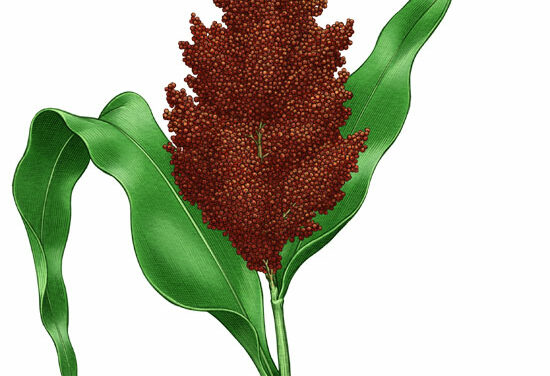 $65 Million USDA Partnerships for Climate-Smart Commodities Focuses on Sorghum