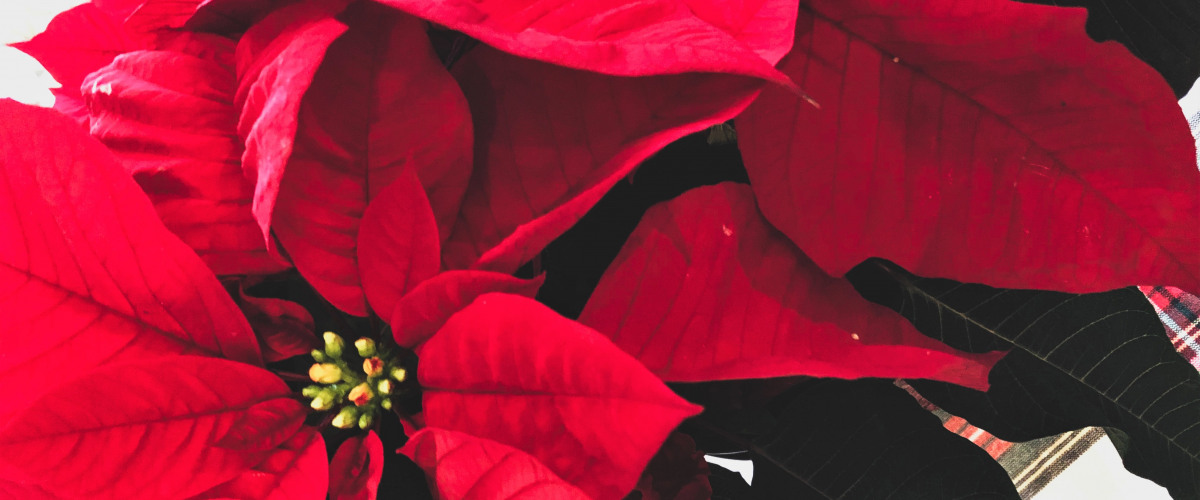 League of Women Voters of Chaffee County Announces Christmas Poinsettias Sale