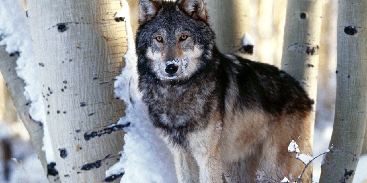 CPW Invites Coloradan’s to Join the Conversation about Wolves in Colorado