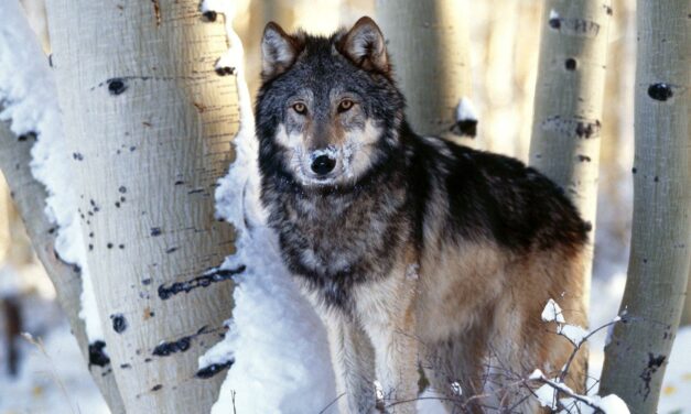 Next Forest Specialist Series to Feature “Wolves and the  Rio Grande National Forest”