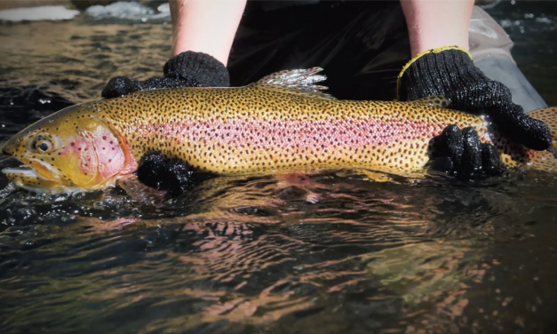 Colorado Parks and Wildlife Commission Adds two Gold Medal Trout streams to List