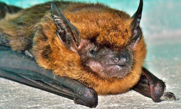 First Colorado bat tests positive for deadly white-nose syndrome