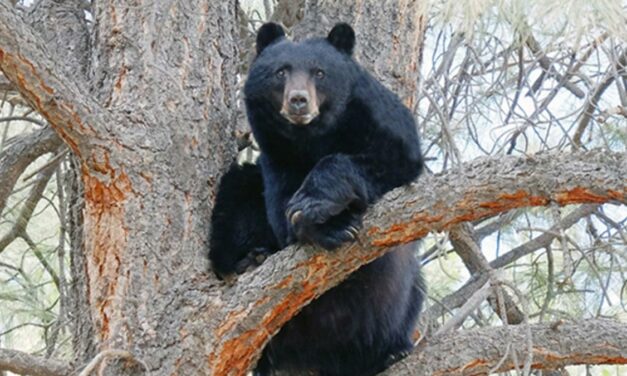 Bears are Awake and Looking for Food; do Your Part to Remain ‘Bear Aware’ in 2023
