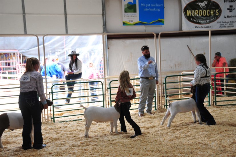 4-H’ers Enjoy Sheep, Goat Competition at Chaffee County Fair