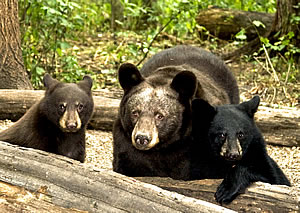 Mother Bear, Two Cubs Killed in Howard, Arrest Made
