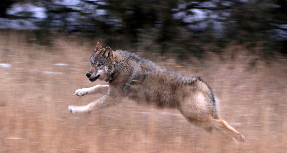 CPW successfully completes gray wolf capture work in Oregon