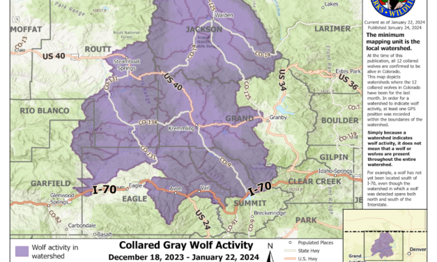 Where are the Newly-Introduced Gray Wolves Roaming in Colorado?