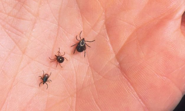 May Marks Lyme and Tick-Borne Diseases Awareness Month